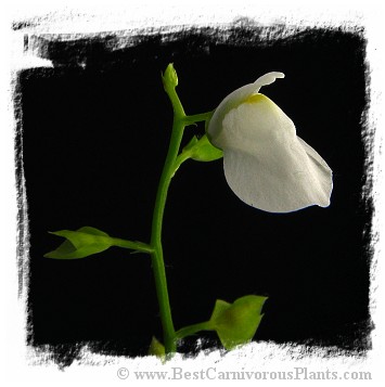 Utricularia calycifida {cv. Lavinia Whateley, white flower} (15s)
