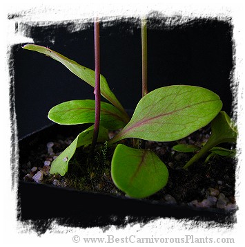 Utricularia calycifida {Giant, Gran Sabana}