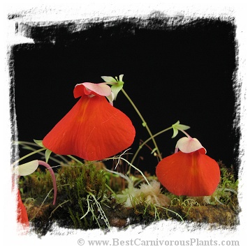 Utricularia campbelliana {Wei Tepui}