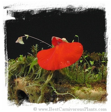 Utricularia campbelliana {Roraima, Venezuela}