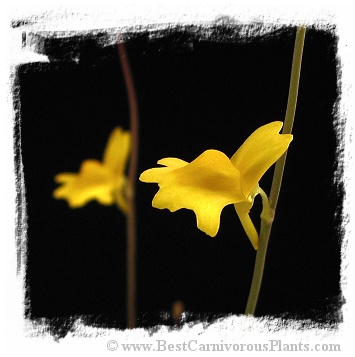 Utricularia chrysantha {yellow flw.}