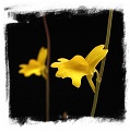 Utricularia chrysantha {Little Mertens Falls, Kimberley, WA}