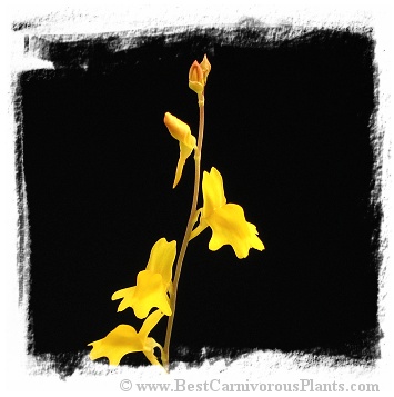 Utricularia chrysantha {yellow flw.}