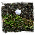 Utricularia delicatula {Whangamarino Swamp, New Zealand} 