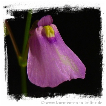 Utricularia dichotoma {Tasmania}