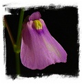 Utricularia dichotoma {Tasmania} 