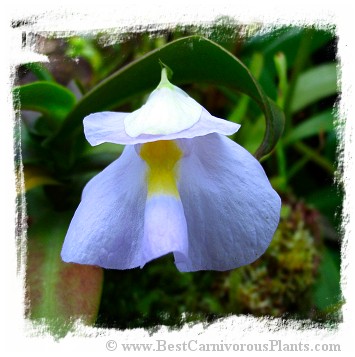 Utricularia endresii