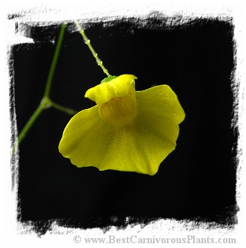 Utricularia flaccida 