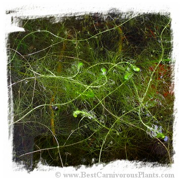Utricularia floridana / 5+ plants