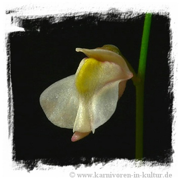 Utricularia hispida {summit Mt. Roraima}