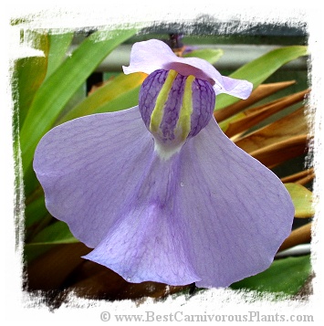 Utricularia humboldtii {broad leafs, Cerro Neblina}