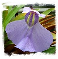 Utricularia humboldtii {broad leafs, Cerro Neblina}