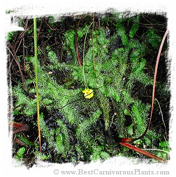 Utricularia intermedia {Southern Bohemia, Czech Republic} (12s)