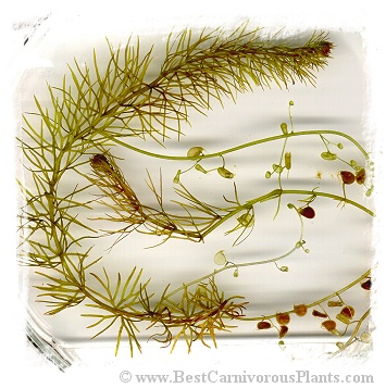 Utricularia intermedia {Southern Bohemia, Czech Republic} (12s)