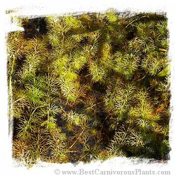 Utricularia intermedia {Southern Bohemia, Czech Republic} (12s)