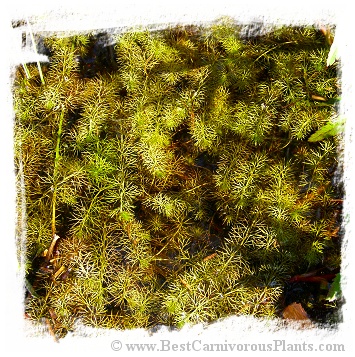 Utricularia intermedia {Southern Bohemia, Czech Republic} (12s)