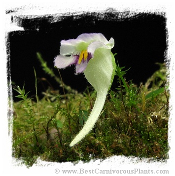 Utricularia jamesoniana {Represa el Penol, Antioquia, Colombia, 1900m a.s.l.}