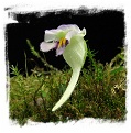 Utricularia jamesoniana {Represa el Penol, Antioquia, Colombia, 1900m a.s.l.}