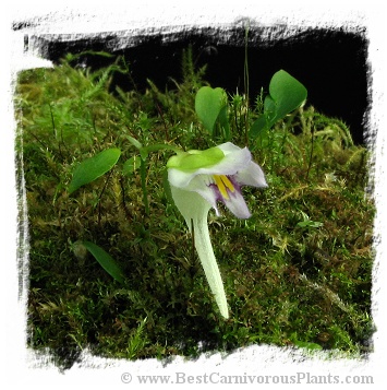 Utricularia jamesoniana {near Casabito, Dominican Republic}