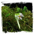 Utricularia jamesoniana {Canon del Diablo, Auyan Tepui, Venezuela, 1500m a.s.l.}