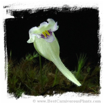 Utricularia jamesoniana {Canon del Diablo, Auyan Tepui, Venezuela, 1500m a.s.l.}