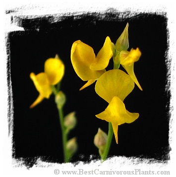 Utricularia cornuta {or U. juncea, Suwannee Canal, Okefenokee Swamp, Georgia, USA} (30s)