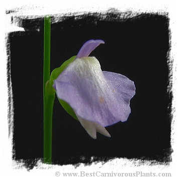Utricularia lateriflora