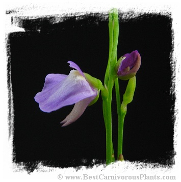 Utricularia lateriflora {Rainbow Beach, Queensland, AU}