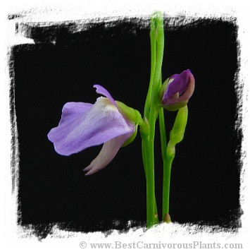 Utricularia lateriflora {Rainbow Beach, Queensland, AU} 