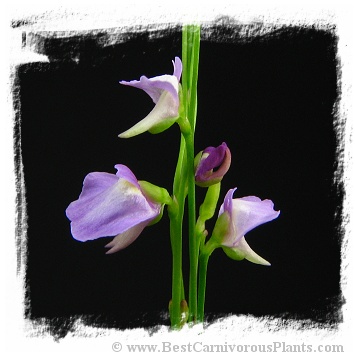 Utricularia lateriflora {Mt. Compass, Adelaide Hills, Australia} 