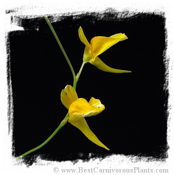 Utricularia laxa