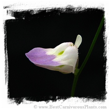 Utricularia livida