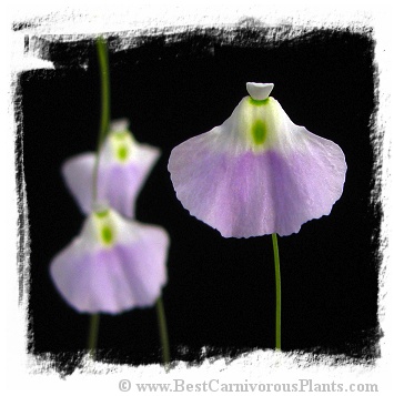 Utricularia livida {broad flower, Mexico}