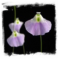 Utricularia livida {broad flower, Mexico}