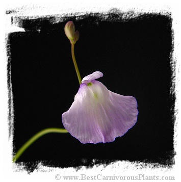 Utricularia livida {Zimbabwe}