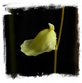 Utricularia livida {lemon flower, Zambia}