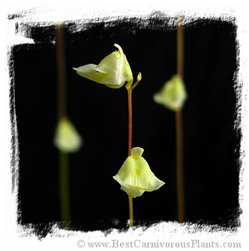 Utricularia livida {lemon flower, Zambia}