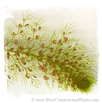 Utricularia macrorhiza {Canada} (12s)