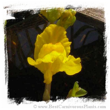 Utricularia macrorhiza {Canada} (12s)