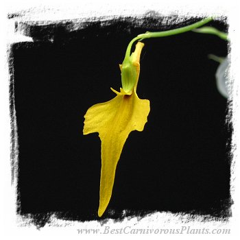 Utricularia mannii {Mt Cameroon, Cameroon, Africa}