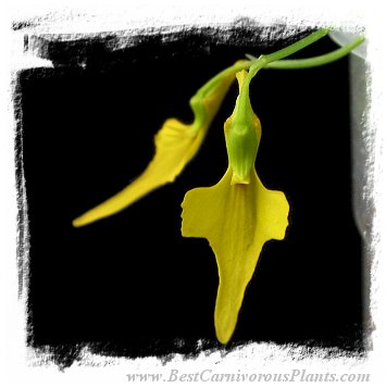 Utricularia mannii {Mt Cameroon, Cameroon, Africa}