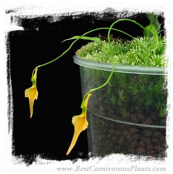 Utricularia mannii {Mt Cameroon, Cameroon, Africa}