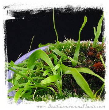 Utricularia mannii {Mt Cameroon, Cameroon, Africa}