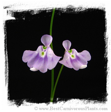 Utricularia microcalyx 