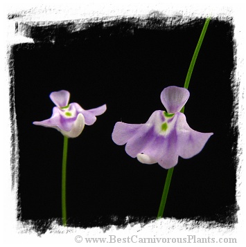 Utricularia microcalyx 