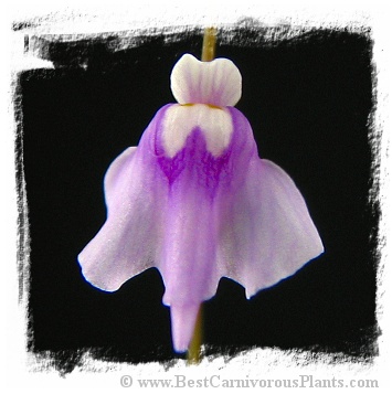 Utricularia minutissima {Gunung Tahan, Pahang, Malaysia}