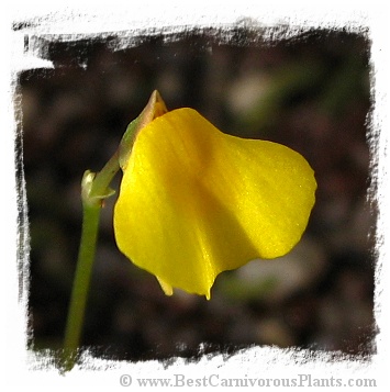 Utricularia nana {clone II, red leafs, Gran Sabana}