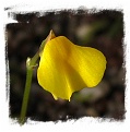 Utricularia nana {clone II, red leafs, Gran Sabana}