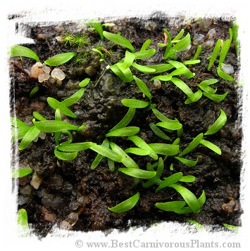 Utricularia nana {clone I, green leafs} 