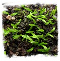 Utricularia nana {clone I, green leafs} 
